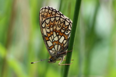 Bog Fritillary unds 3.JPG