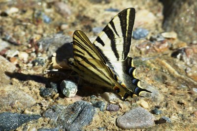 Iberian Scarce Swallowtail 2.JPG