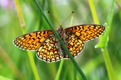 Bog Fritillary unds 2.JPG