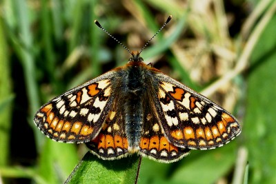 marsh fritillary 160515.jpg