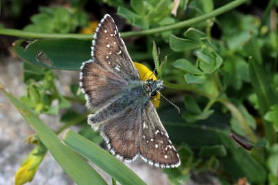 Warren's Skipper 2.JPG