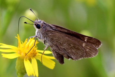 Pygmy Skipper (3).JPG