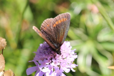 Sudeten Ringlet 7.JPG