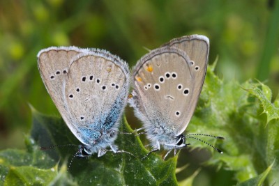 Mazarine Blue pair.JPG