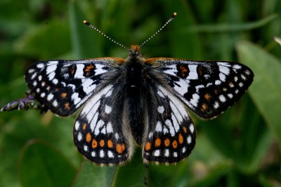 cynthias fritillary male 3.jpg