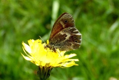 Large Heath 4.JPG