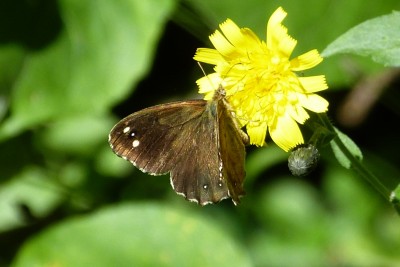 Speckled Wood ab 5.JPG