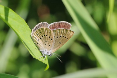 Scarce Large Blue 7.JPG