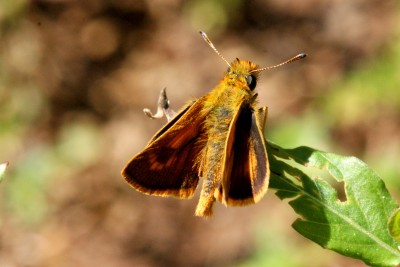 Canarian Skipper Thymelicus christi.jpg