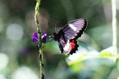 Wedge-spotted Cattleheart - Parides panares.JPG