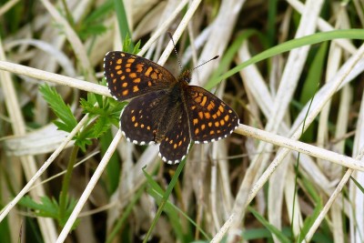 False Heath Fritillary 11.JPG