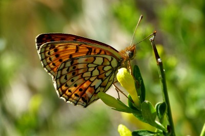 Twin-spot Fritillary unds 3.JPG