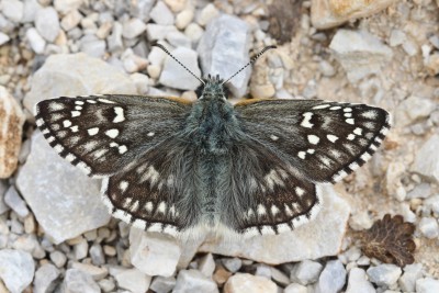 Yellow-banded Skipper 3.jpeg.JPG