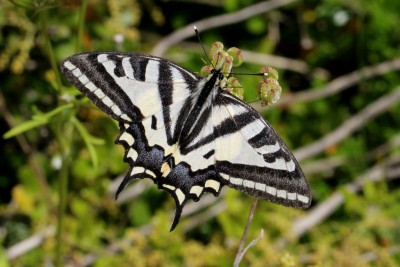 Southern Swallowtail 6.JPG