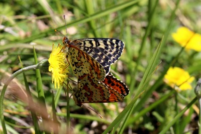 Spotted Fritillary mating pair.JPG