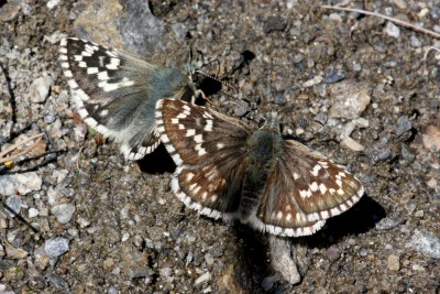 safflower skippers.jpg