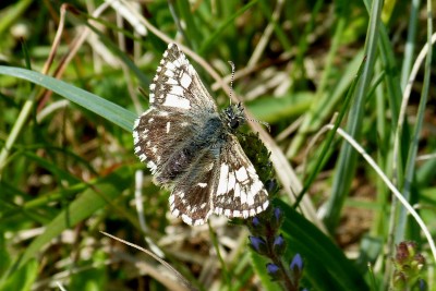 Grizzled Skipper ab.taras9.JPG