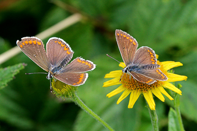 Brown Argus m&f 140818.JPG