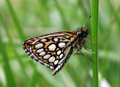 large chequered skipper unds.jpg