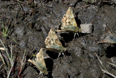 Marbled Skipper trio.JPG