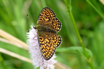 Bog Fritillary female.JPG