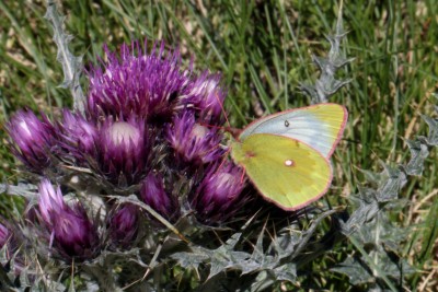 Mountain Clouded Yellow.JPG