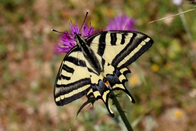 Southern Swallowtail 3.JPG