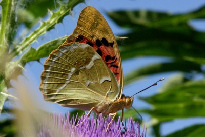 cardinal underside.jpg