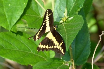 Giant Swallowtail, Papilio cresphontes.JPG