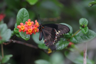 Polydamas Swallowtail unds.jpg