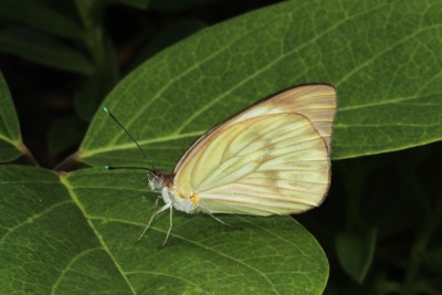 Great Southern White 2.JPG