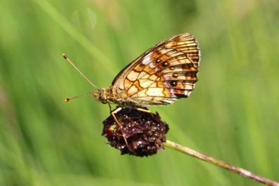 Lesser Marbled Fritillary unds.JPG