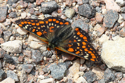 Scarce Fritillary.JPG