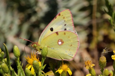 Clouded Yellow f.helice.JPG