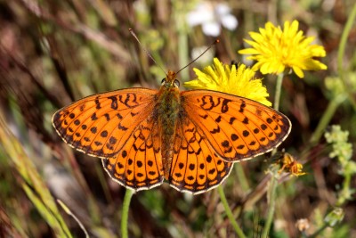 Twin-spot Fritillary 4.JPG