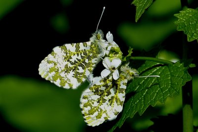 Orange Tip in cop 190417.JPG