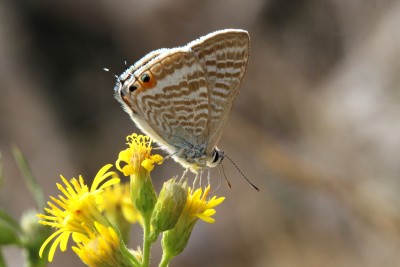 Long-tailed Blue unds.JPG