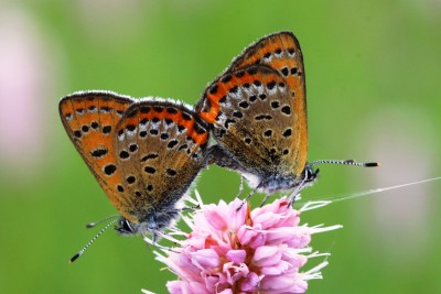 Violet Copper mating pair.JPG