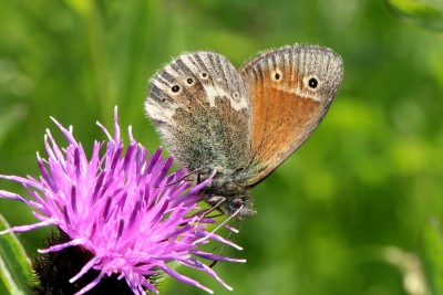 Large Heath 6.JPG