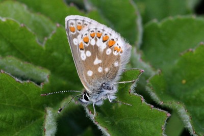 Northern Brown Argus ssp.artaxerxes9.JPG