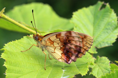 Marbled Fritillary unds.JPG