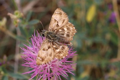 Southern Marbled Skipper 2.JPG