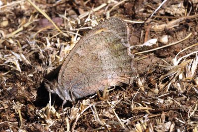 Oriental Meadow Brown 6.JPG