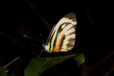 Orange-striped White - Perrhybris pamela.JPG