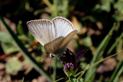 Catalonian (Forster's) Furry Blue 2.JPG