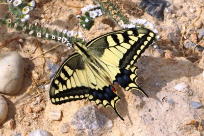 Swallowtail.JPG