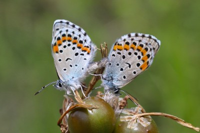 Bavius Blue mating pair.JPG