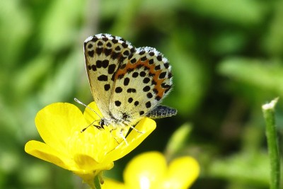 Chequered Blue underside.JPG