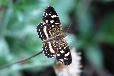 Pale-banded Crescent, Phyciodes tulcis2.JPG