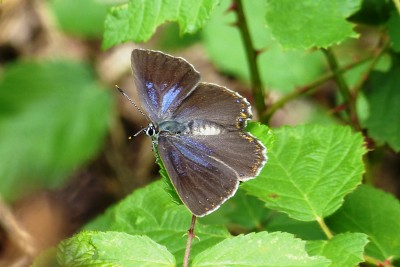 Spanish Purple Hairstreak female 4.JPG